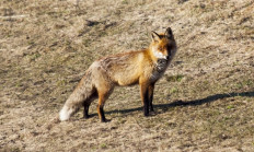 Liška obecná mysliveckou mluvou 