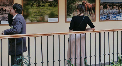 Výstava Návrat divokých koní  v Poslanecké sněmovně