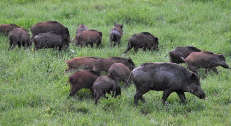 Aktuálně v přírodě: končí chrutí prasete divokého