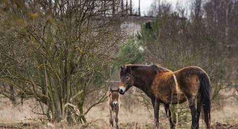 Aktuálně z rezervace divokých koní v Milovicích