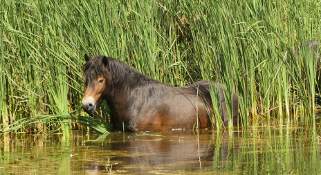 Vodu u pobřeží rybníka ovládli divocí koně