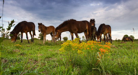Divocí koně pomáhají s adaptací krajiny na změny klimatu