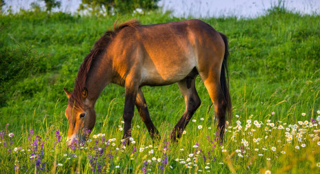 Ochranáři startují kampaň na záchranu divokých koní v milovické rezervaci
