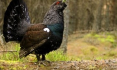 Začíná tok Tetřeva hlušce - aktuálně v přírodě