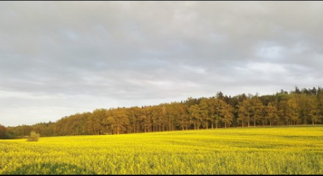 Řepka ozimá myslivosti neprospívá