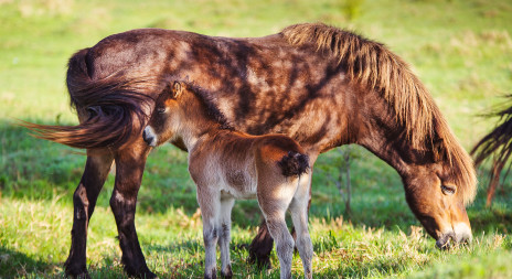 Koronavirus komplikuje záchranu divokých koní