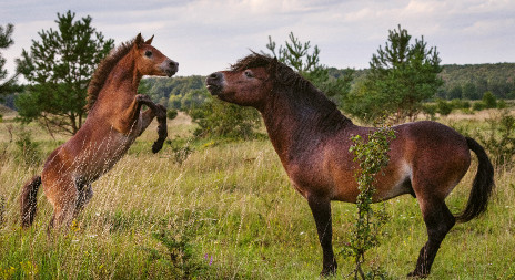 Čeští vědci publikovali překvapivé výsledky o chování hřebců divokých koní