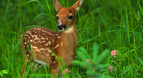 Aktuálně v přírodě - objevují se laně jelena s kolouchy