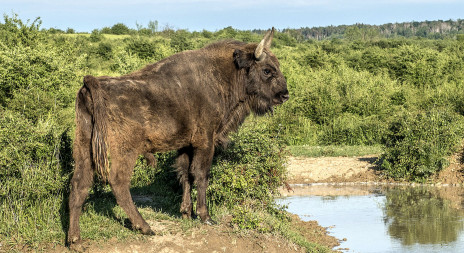 Intenzivní deště pomáhají v přírodě i milovické rezervaci