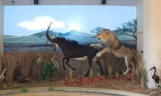 Africké muzeum Dr. Emila Holuba - myslivecké památky