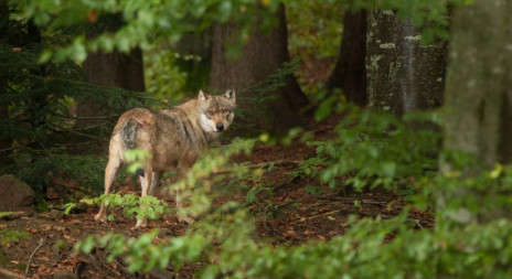 Vlk obecný - původní obyvatel Evropy