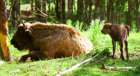 Gratulujeme k šestému přírůstku Zubra v Milovicích