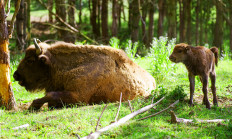Gratulujeme k šestému přírůstku Zubra v Milovicích