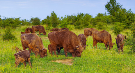 Česká krajina byla původně otevřená