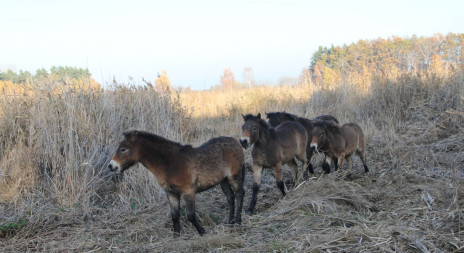 Nové rezervace DIVOKÝCH KONÍ na Pardubicku