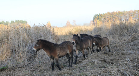 Nové rezervace DIVOKÝCH KONÍ  na Pardubicku