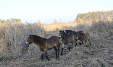 Nové rezervace DIVOKÝCH KONÍ  na Pardubicku