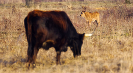 První přírůstek v rezervaci velkých kopytníků