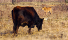 První přírůstek v rezervaci velkých kopytníků