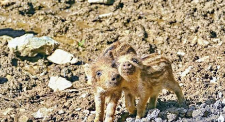 Bachyně vyvádí svá selata - aktuálně v přírodě 