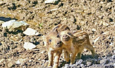 Bachyně vyvádí svá selata - aktuálně v přírodě 