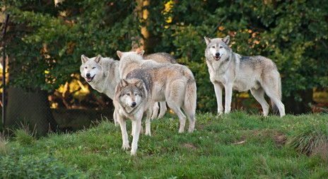 Vlk obecný - původní druh našich revírů