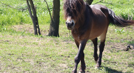 Hřebec divokých koní dnes odjel z Kozmických ptačích luk