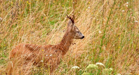 Myslivecká mluva - srnec obecný (Capreolus capreolus)