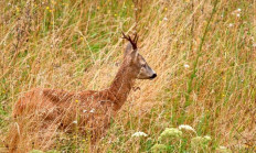 Myslivecká mluva - srnec obecný (Capreolus capreolus)