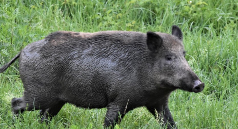 Kňour, Bachyně, Divočák - myslivecká mluva prasete divokého