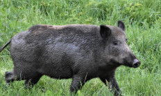 Kňour, Bachyně, Divočák - myslivecká mluva prasete divokého