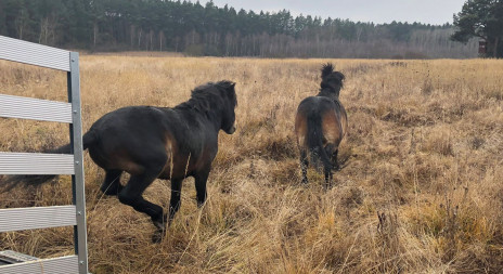 V České republice vznikla nová rezervace velkých kopitníků
