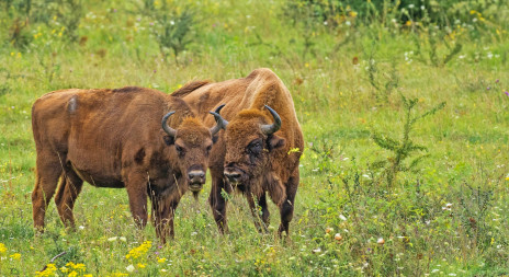 Exploze biodiverzity v rezervaci Milovice 