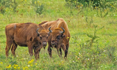 Exploze biodiverzity v rezervaci Milovice 