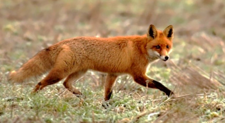 Liška obecná - naše nejrozšířenější šelma psovitá 