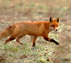 Liška obecná - naše nejrozšířenější šelma psovitá 
