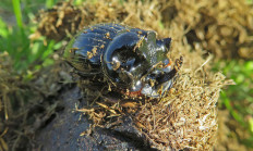 Vědci vysadili chrobáka v Milovické rezervaci