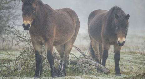 Ochránci chystají další úklid rezervace divokých koní