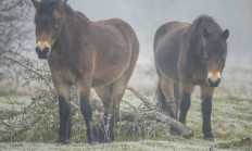 Ochránci chystají další úklid rezervace divokých koní
