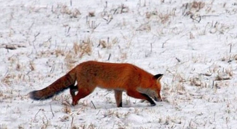 Lišky se připravují na kaňkování - aktuálně v přírodě 
