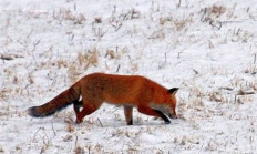 Lišky se připravují na kaňkování - aktuálně v přírodě 