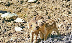 V přírodě se objevují selata prasete divokého - aktuálně v honitbě 