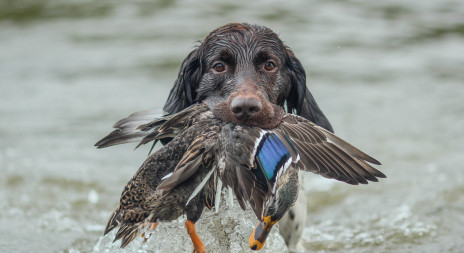 Hon na kachny divoké PROLOV HUNTING 2023