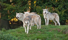 V přírodě probíhá páření vlků 