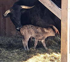 Na Slovensku se narodil první novodobý pratur