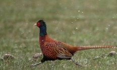 Bažant obecný - myslivecká mluva 