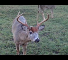V listopadu začíná říje Jelence 