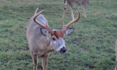V listopadu začíná říje Jelence 