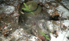 Jak zacházet s ÚLOMKY - myslivecká terminologie