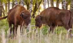 Zubři a divocí koně pomáhají ukládat do půdy stovky tun uhlíku každý rok